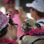 pug 2013 Boston Susan G. Komen 3-Day Breast Cancer Walk