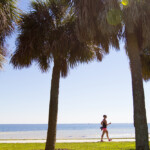 palm tree 2013 Tampa Bay Susan G. Komen 3-Day breast cancer walk