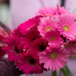 pink flower 2013 San Diego Susan G. Komen 3-Day breast cancer walk