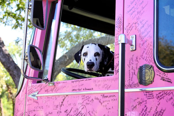 DFW 3 day 2010 dalmation